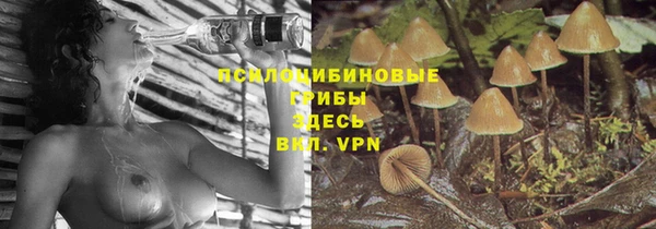 прущие грибы Алзамай